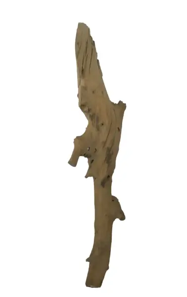 Product image of the product “Root made of teak wood, around 175 - 195 cm Height. May vary shapes. ”